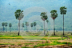 Sugar palm in rice field