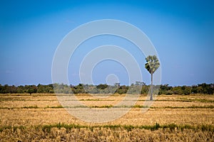 Sugar palm with rice field on blue sky