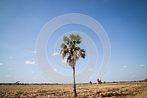 Sugar palm with rice field on blue sky