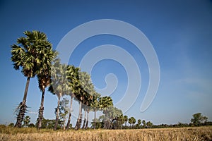 Sugar palm with rice field on blue sky