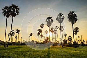 Sugar palm and rice field at sunset with light shade