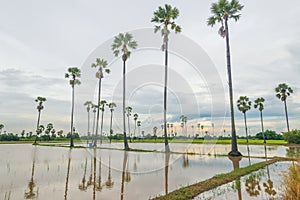 Sugar palm rice field in the water