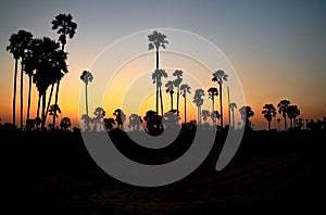 Sugar palm and rice filed rural rice field, silhouette sunset sugar palm trees in Thailand.