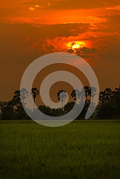 Sugar palm and rice filed during sunset at Thailand