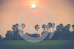 Sugar palm and rice filed during sunset at Thailand