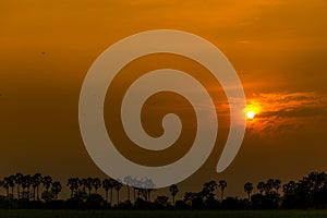 Sugar palm and rice filed during sunset at Thailand