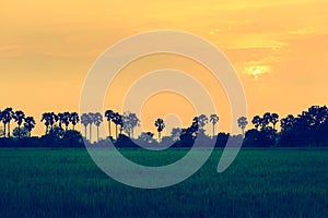 Sugar palm and rice filed during sunset at Thailand