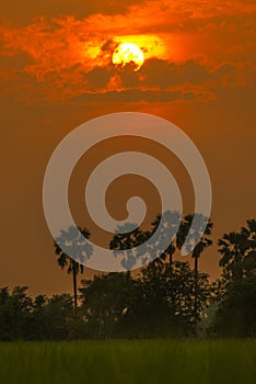 Sugar palm and rice filed during sunset at Thailand