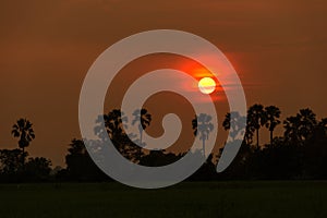 Sugar palm and rice filed during sunset at Thailand