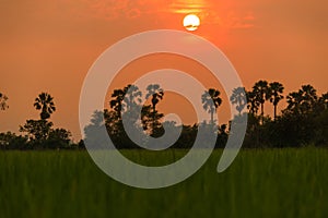 Sugar palm and rice filed during sunset at Thailand