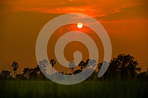 Sugar palm and rice filed during sunset at Thailand