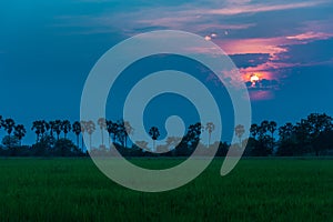 Sugar palm and rice filed during sunset at Thailand