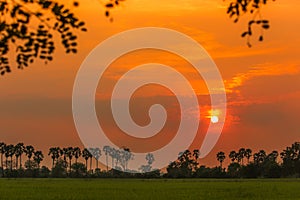 Sugar palm and rice filed during sunset at Thailand