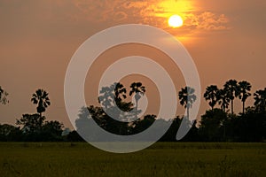 Sugar palm and rice filed during sunset at Thailand