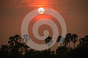 Sugar palm and rice filed during sunset at Thailand