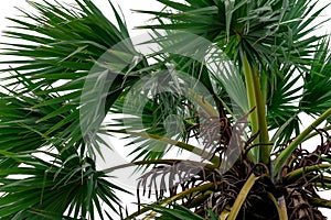 Sugar palm or tala palm Borassus  flabellifer tree and green leaves isolated on white background. Natural pattern of sugar palm