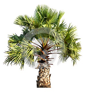 Sugar palm tree