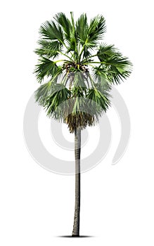 Sugar palm tree,