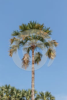 Sugar palm tree