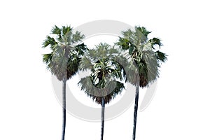 Sugar palm tree alone or single on isolate