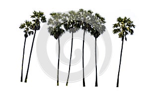 Sugar palm tree alone or single on isolate white background