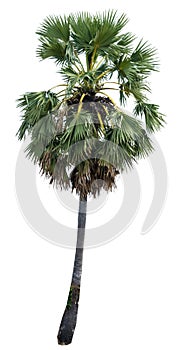 Sugar palm tree alone or single on isolate white background