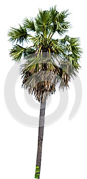 Sugar palm tree alone or single on isolate white background