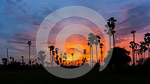 Sugar Palm Tree as silhouette in sky sunset twilight time