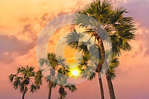 Sugar palm tree with background of orange sky at sunset