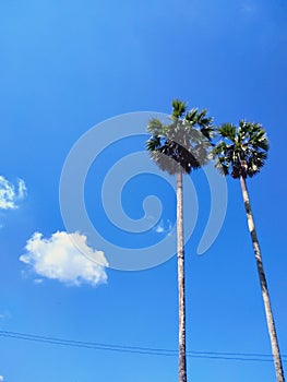 Sugar palm tree , blue sky and cloud