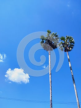 Sugar palm tree , blue sky and cloud