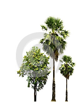 Sugar palm tree and Burma padauk tree isolated on white background.