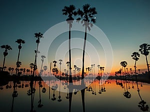 Sugar palm tree field with reflection in the water before sunrise so beautiful.