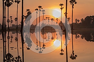 Sugar palm tree field with reflection in the water before sunrise so beautiful.