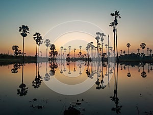 Sugar palm tree field with reflection in the water before sunrise so beautiful.