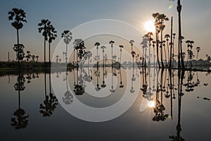 Sugar palm tree field with reflection in the water before sunrise so beautiful.