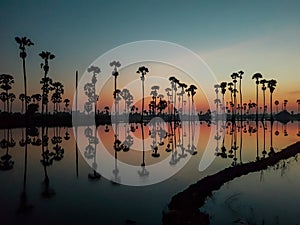 Sugar palm tree field with reflection in the water before sunrise so beautiful.