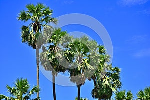 Sugar palm tree garden path with sunny in Thailand