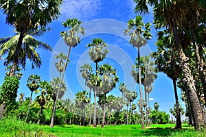 Sugar palm tree garden path with sunny in Thailand