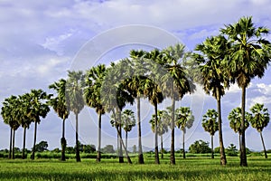 Sugar palm tree and green field