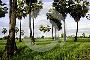 Sugar palm tree and green field