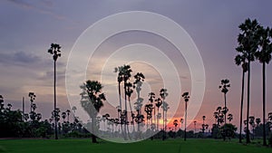 Sugar Palm Tree with green rice field as foreground in sky sunset day to night twilight time lapse