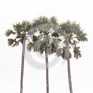 Sugar Palm tree isolated