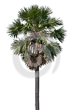 Sugar palm tree isolated on white background. Clipping path