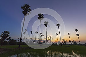 Sugar palm tree landscape in twilight