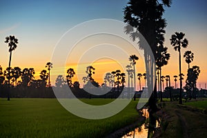 Sugar palm tree and paddy rice farm at sunset