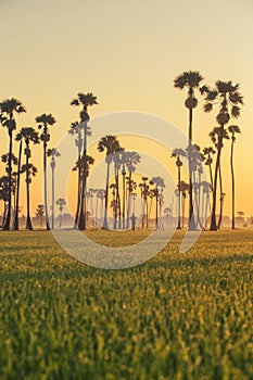 Sugar palm tree and Rice Feild at sunset in Thailand