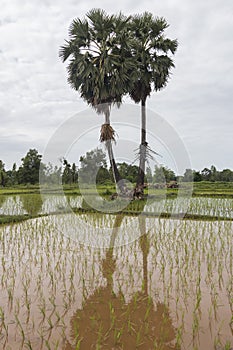 Sugar palm tree and rice field