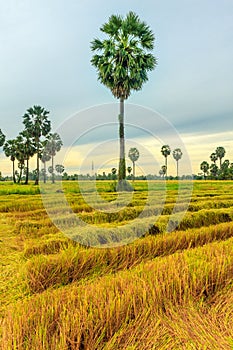 Sugar palm tree and rice field.