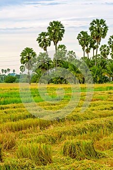 Sugar palm tree on rice field.